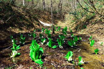 春の奥裾花自然園