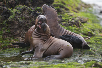 Sea Lion pup gaming, Patagonia Argentina