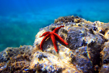 Mediterranean Red sea star (Echinaster sepositus) 