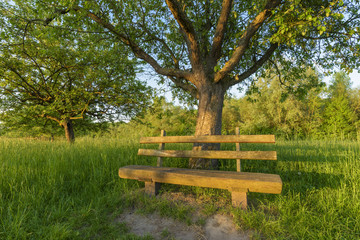 Fototapeta na wymiar Park bench under apple tree, Germany, Europe