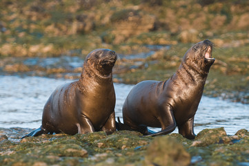 Obraz premium Sea Lion pup walking on a beach, Patagonia Argentina