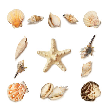 Sea shell and starfish set isolated on white

