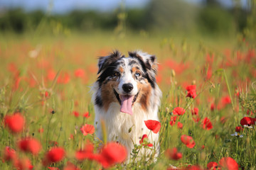 Australian shepherd in a field