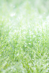 朝露に濡れた草むら