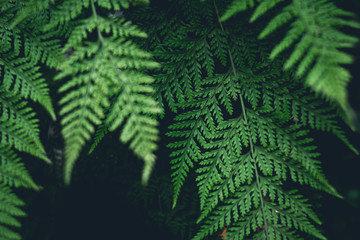 Green Fern Leaves dark nature background