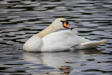 H&ouml;ckerschwan bei der Gefiederpflege