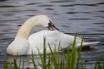 H&ouml;ckerschwan bei der Gefiederpflege