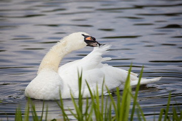 Obraz premium Höckerschwan bei der Gefiederpflege