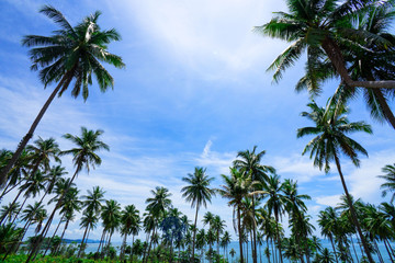 Palm trees on blue sky background . travel, summer, vacation and tropical beach . coconut palm trees .