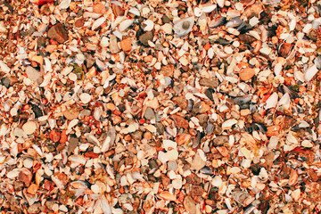 Shells at sea. Shell texture. Art photography