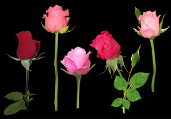 five rose buds collection on black