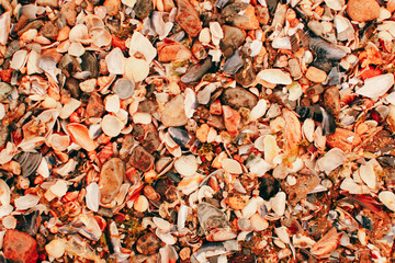 Shells at sea. Shell texture. Art photography