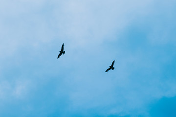 Birds fly in the blue sky