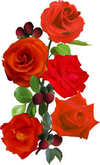 five red isolated roses and buds
