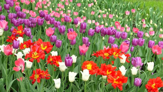Tulip Flowers Field In Spring Day