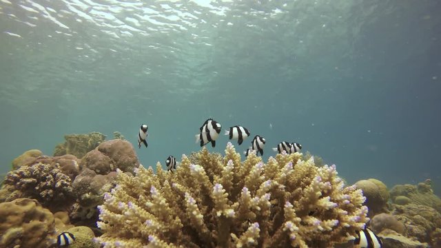 Black and white Damselfish fish in coral underwater footage