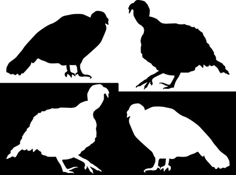 four turkey black and white silhouettes