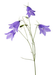 four wild bellflower blooms and three buds on white