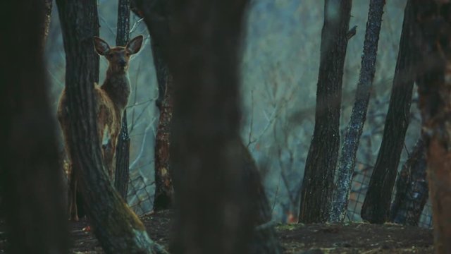 Deer in autumn forest.