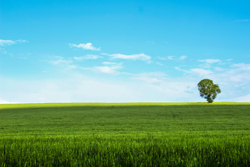 Cielo azzurro sulla Maremma