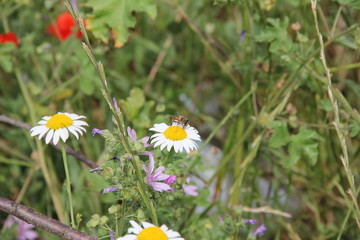 chamomile and bee