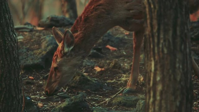 Deer in autumn forest.