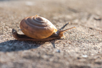 Snails are traveling in the morning.
