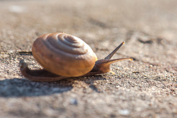 Snails are traveling in the morning.