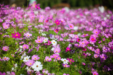 Cosmos flower in the green fields.