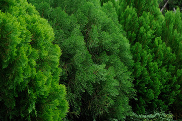 Background with green pine,Fresh green pine leaves, Refreshing green background, green pine three type