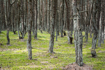 Forest with old twisted pine trunks
