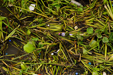 old green hyacinths with dirty rubbish in the river, .Casually throwing garbage into the water