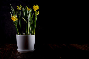 Flower of a daffodil on a black background