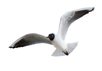 flying black-headed small gull cutout