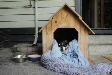 chien dans sa cabane