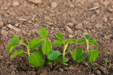 Green ripening soybean plants. Agricultural landscape