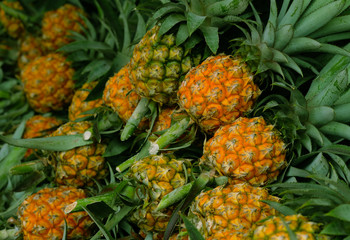 fresh pineapple at fresh fruit garden, pineapple fruit in market background