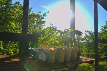 Seedlings of peppers and tomatoes on garden table. Seedlings ready to plant. Sun flare. Gardening concept. Garden cabin