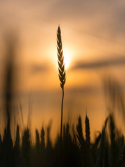 Green wheat field, agricultural landscape. © oticki
