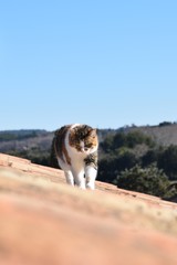 Chat sur le toit