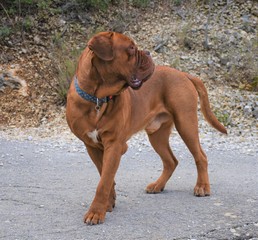 Dogue de bordeaux