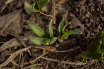 Young leaves sprouted from the ground in early spring