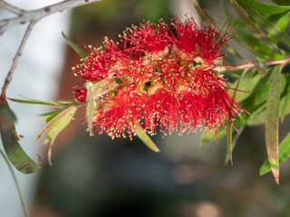 Callistemon citrinus plant with green and red leaves citrius