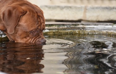 Dogue de bordeaux