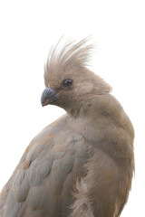 Detail of the head with  crest of grey go-away-bird (Corythaixoides concolor), also known as grey lourie or grey loerie with white background.