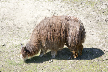 Zoo © Zbyszek Nowak