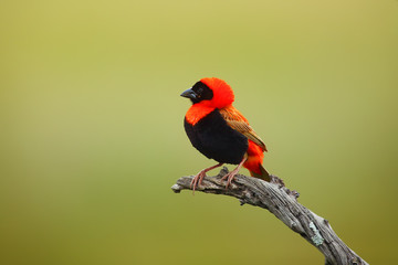 The southern red bishop or red bishop (Euplectes orix) sitting on the branch with green background. Red passerine at courtship.