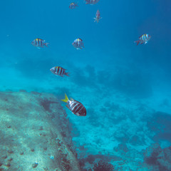 Underwater landscape with tropical coral fishes. School of dascillus fish