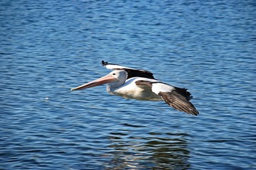 pelican