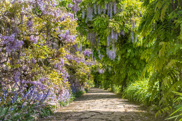 Path through wisteria bushes